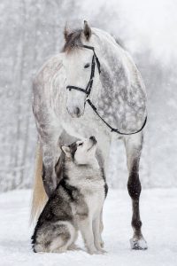 dog and horse friends 5 1